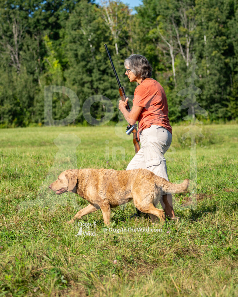 Dut-Chesse the Sky's the Limit (Aria), Jill Conroy - Chesapeake Bay Retriever