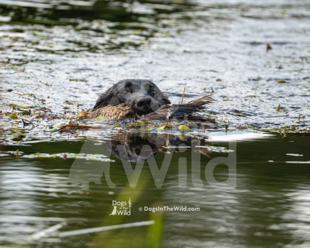 Peaks Birds Eye View (Raven), Renee Adsitt-Pettey - Black Labrador Retriever Hunt Test Photography