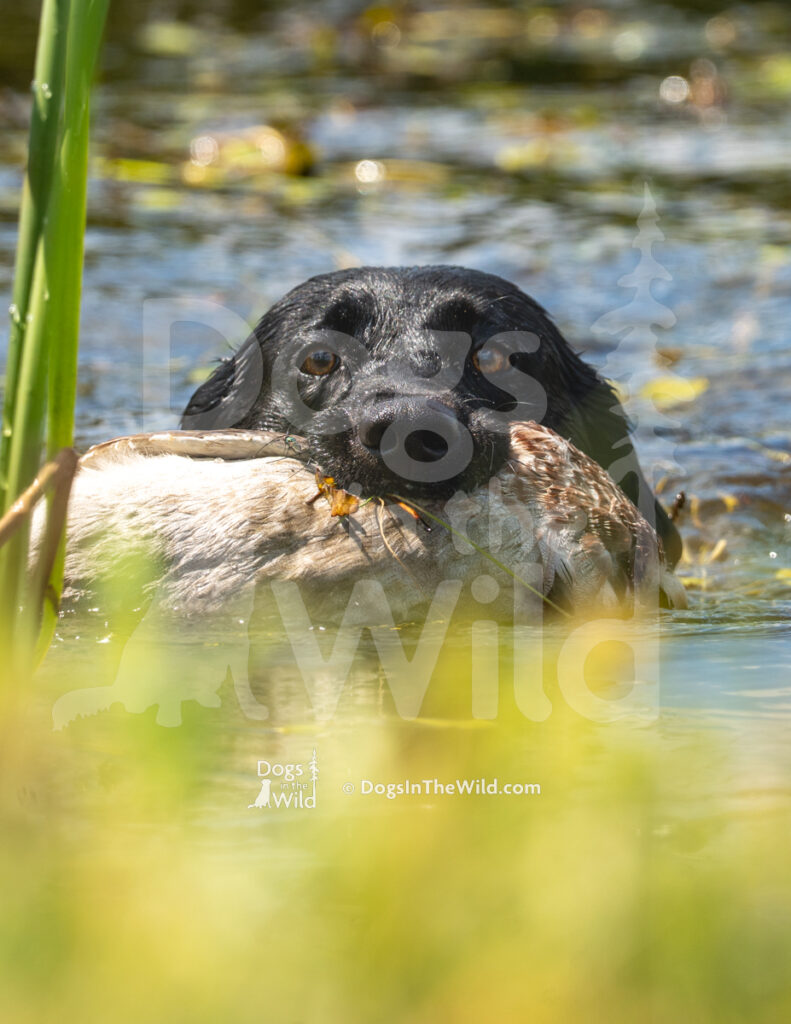 Foster's Boone Creek Sage (Sage), Jody Bulson - Black Labrador Retriever Hunt Test Photography