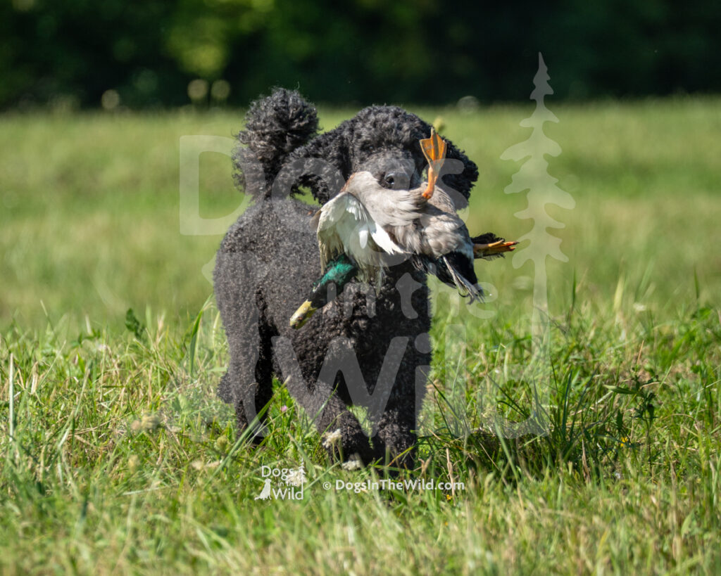 Ariel Briscoe JH (Briscoe), Daniel Cassidy - Poodle Hunt Test Photography
