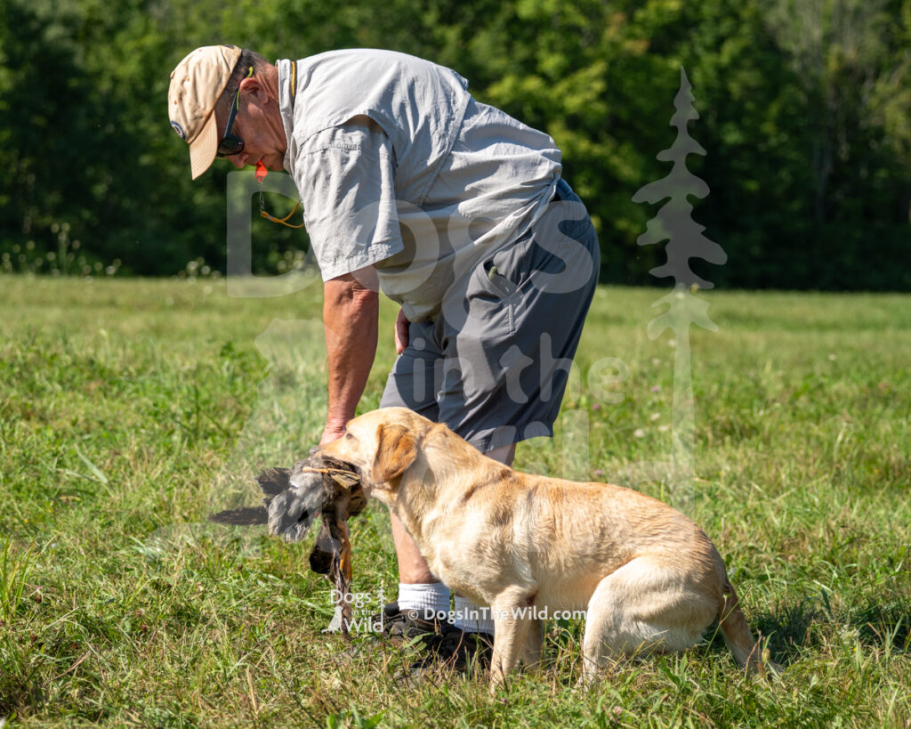 Avalon's Dexter (Dexter), Sarah Foster - Yellow Labrador Retriever Hunt Test Photography