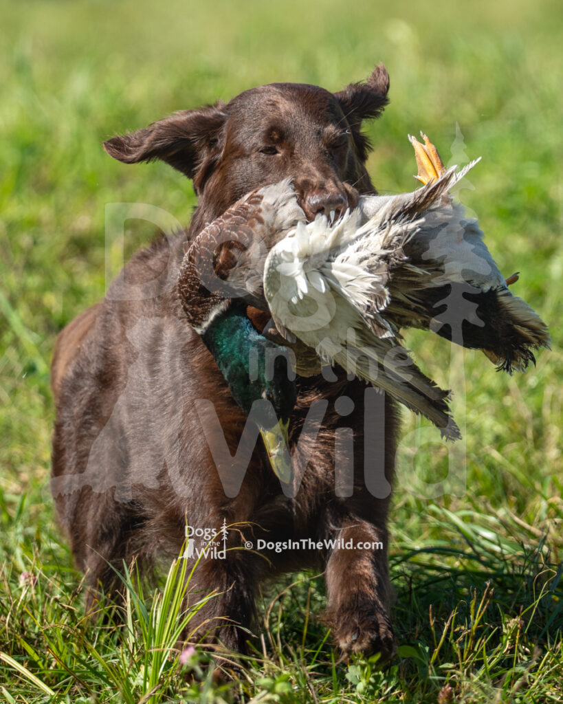 Blacfriar Valley of the Moon (Shiri), Amy Kitay - Flat-Coated Retriever Hunt Test Photography