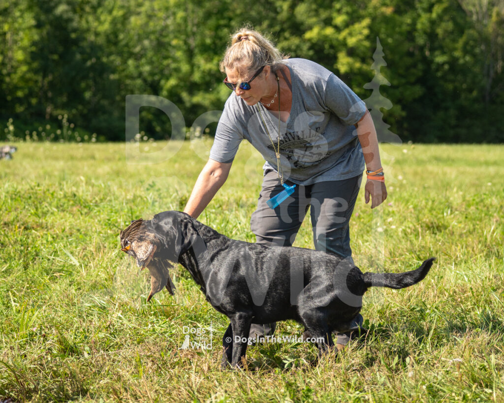 Black Oaks Eldridge (Ridge), Julie Carlo - Black Labrador Retriever Hunt Test Photography