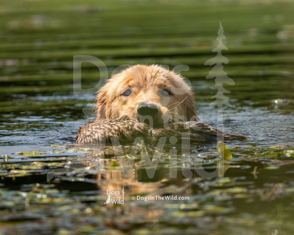 Cashmere SUDZ in the Bucket JH CGC DJ (SUDZ), Dr Nancy Greenbarg - Golden Retriever Hunt Test Photography