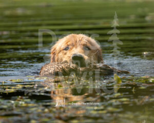 Southern Berkshire Golden Retriever Club - 2026 Hunt Test