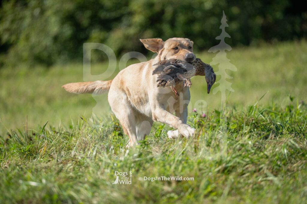 Rhumbline's Spanish Galleon JH (Galley), Susan Carpenter - Yellow Labrador Retriever Hunt Test Photography