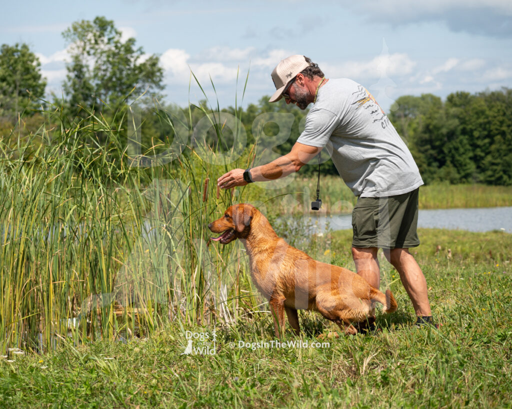 Red Ridge Renegade Hunter SH JH (Beckett), Guy Famiano, Nikki Famiano - Yellow Labrador Retriever Hunt Test Photography