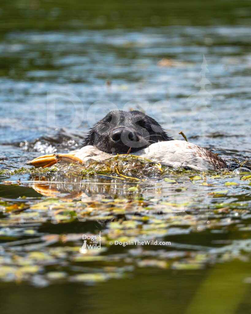 Hunter's Willow Grace (Willow), Elaine Kertenis - Black Labrador Retriever Hunt Test Photography