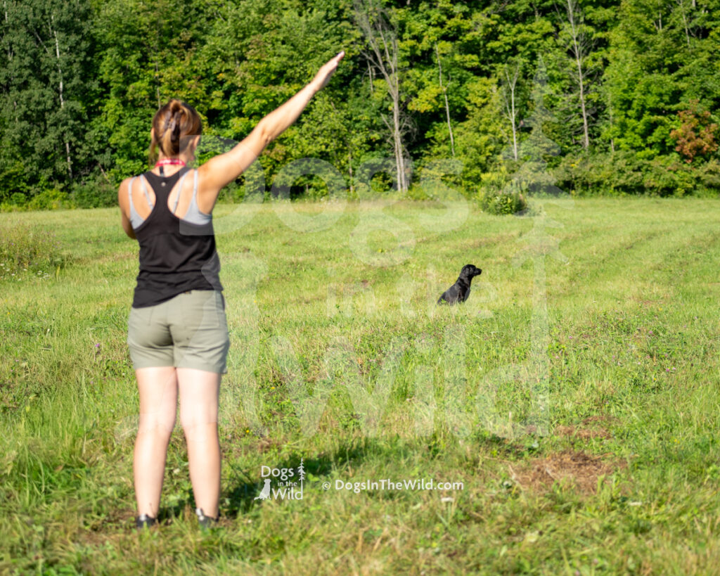 Indy Mama JH (Indy), Adriania Bouchey, Adam Bouchey - Black Labrador Retriever Hunt Test Photography