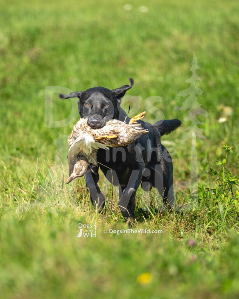 Duckdawg's Nebraska Road-Trip Kid (Drake), Scott Vantyle - Black Labrador Hunt Test Photography