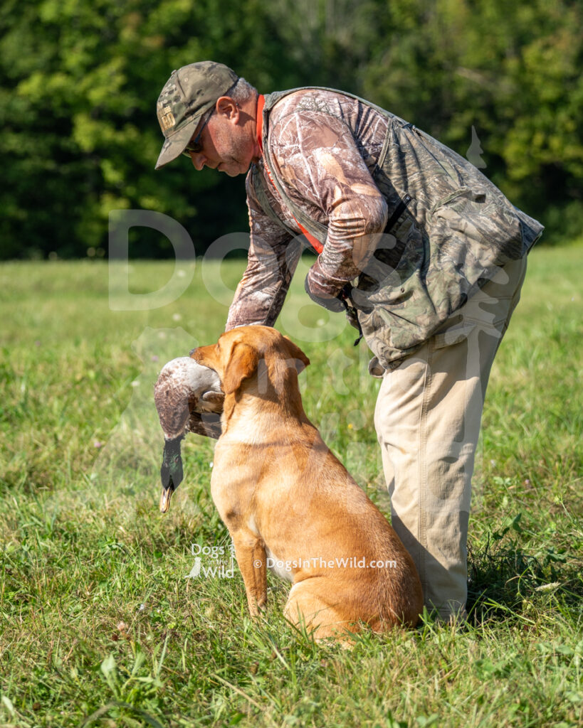 Lone Duck's Royal Gem of the Mohawk Wet Lands (Ruby), Richard Wasielewski - Yellow Labrador Retriever Hunt Test Photography