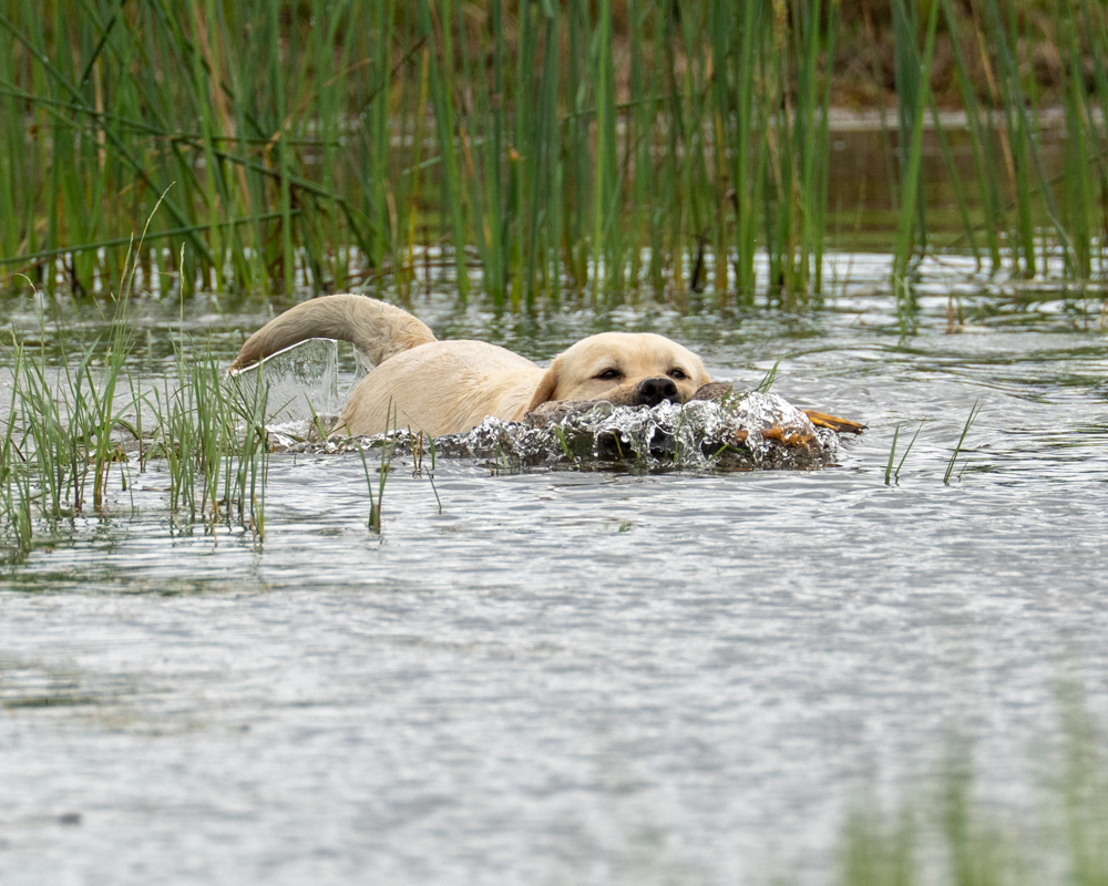 retriever club fundraiser, dog photography