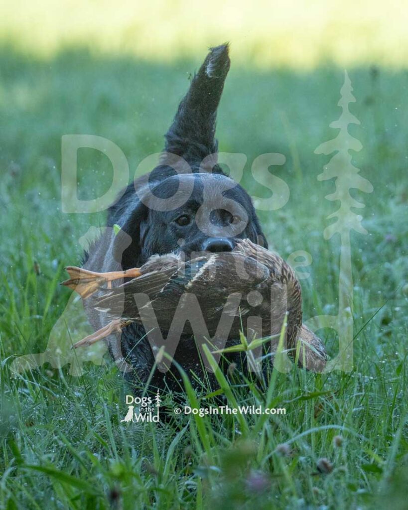 Flying Squirrel's Tell Everybody I'M On My Way, Koda, Hunt Test Photography