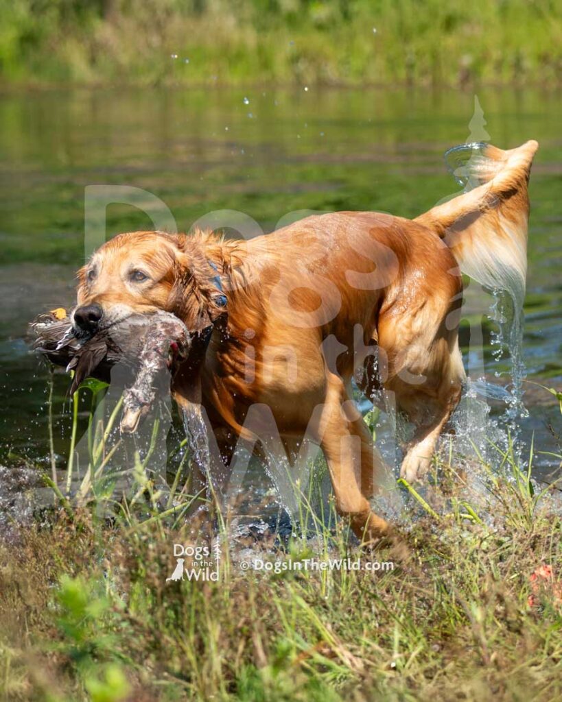 Rio's Leap At The Chance, Susan Black, Hunt Test Photography