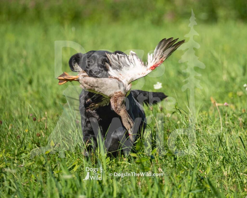 Blackdux Winterberry, Gladys, Kathy Wolf, Hunt Test Photography