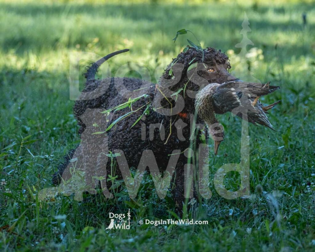 Poole's Ide Prince of Wawayanda, Prince, Hunt Test Photography