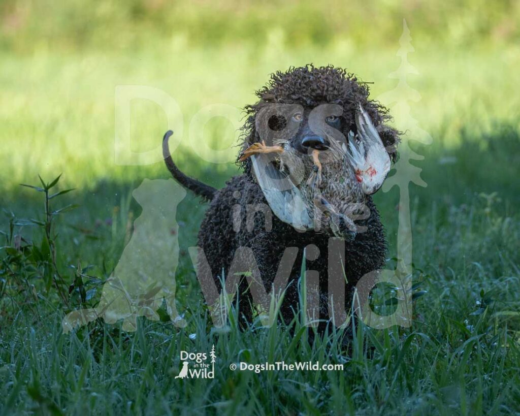 Poole's Ide Prince of Wawayanda, Prince, Hunt Test Photography