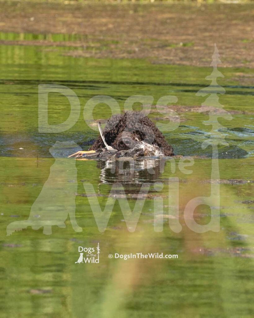 Poole's Ide Prince of Wawayanda, Prince, Hunt Test Photography