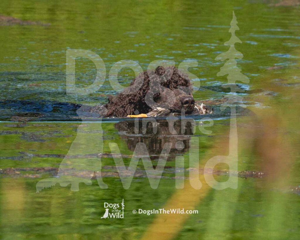 Poole's Ide Prince of Wawayanda, Prince, Hunt Test Photography