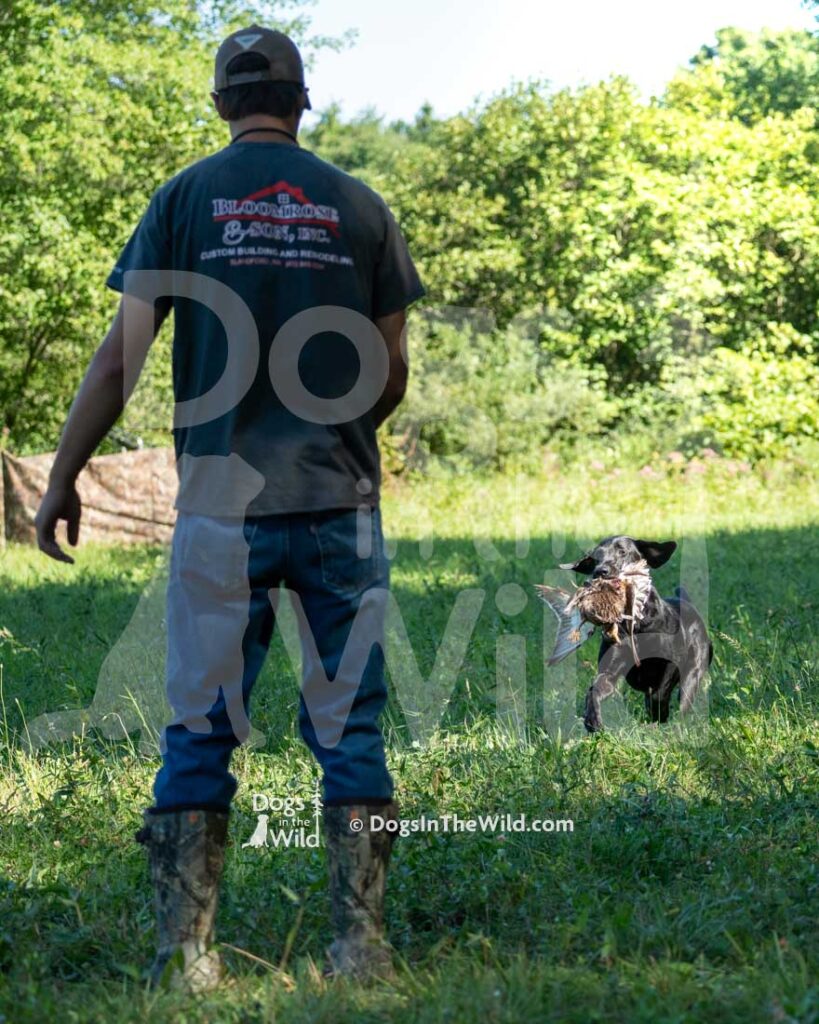 Sacket Brook's Sadie Mae, Sadie, Tom Morin, Hunt Test Photography