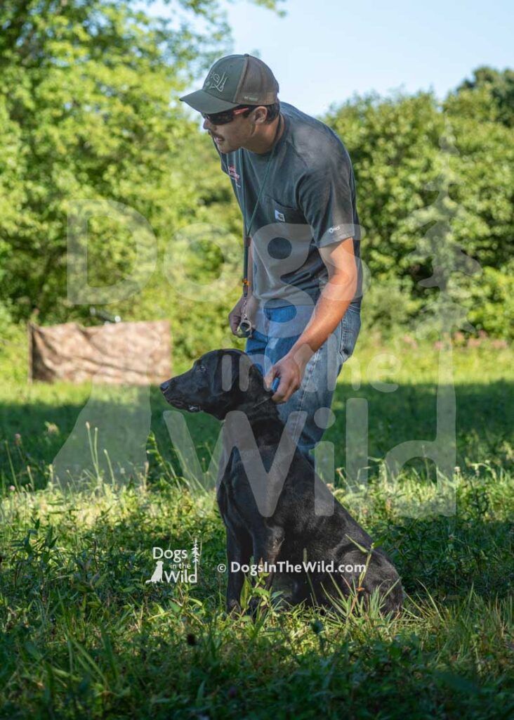 Sacket Brook's Sadie Mae, Sadie, Tom Morin, Hunt Test Photography