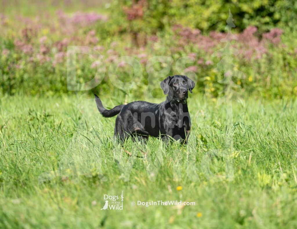 Sacket Brook's Sadie Mae, Sadie, Tom Morin, Hunt Test Photography