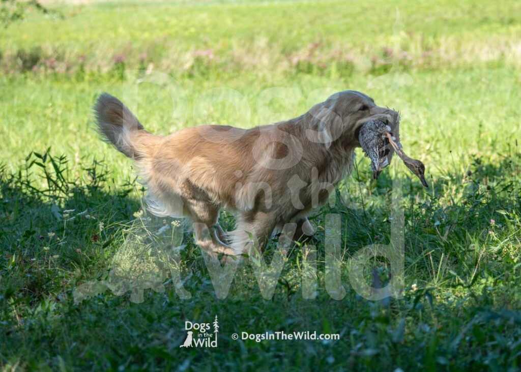 Honora's Born to Run, Boss, Nora Hayes, Hunt Test Photography