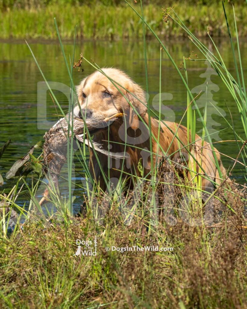 Honora's Born to Run, Boss, Nora Hayes, Hunt Test Photography