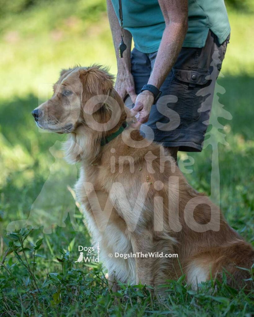 Rio's Good Times At Honey Run, Rowdy, Susan Black, Hunt Test Photography