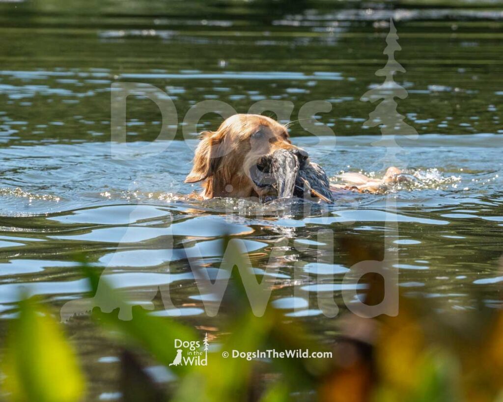 Rio's Good Times At Honey Run, Rowdy, Susan Black, Hunt Test Photography