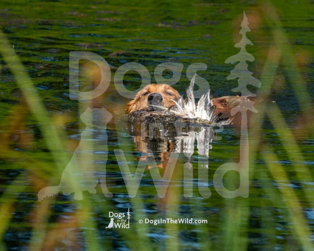 Rio's Good Times At Honey Run, Rowdy, Susan Black, Hunt Test Photography