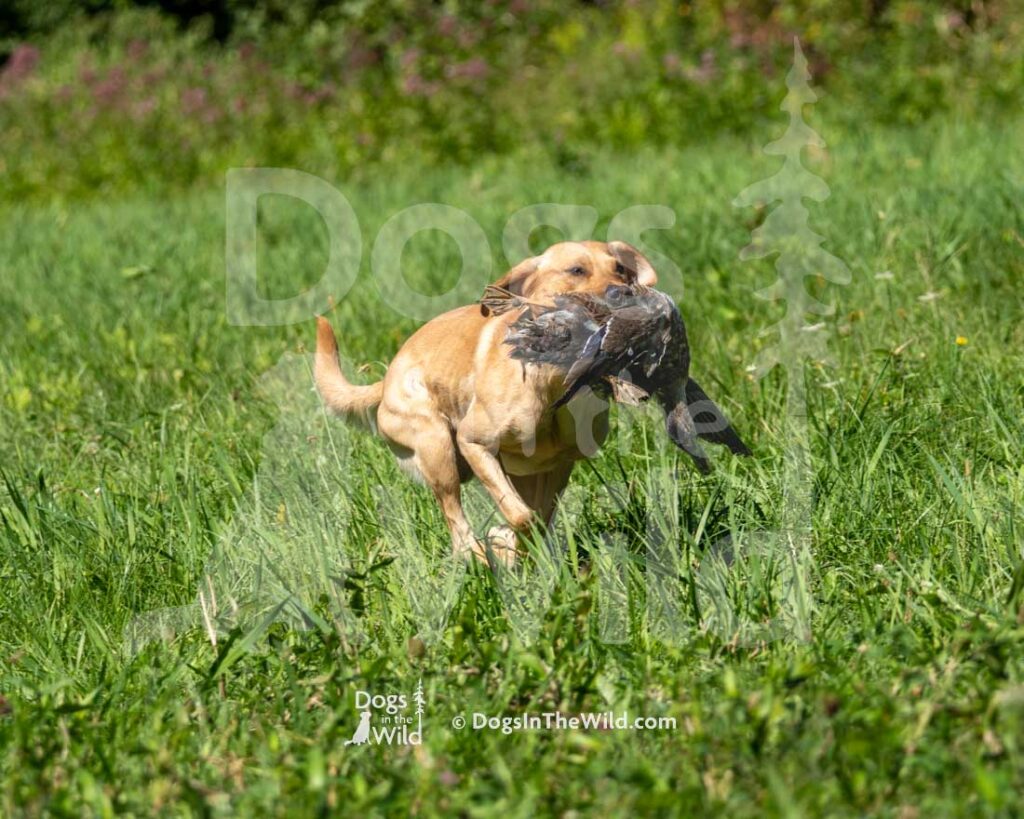 Kickass Sunshine On My Shoulders, John Denver, Laura DeMaio Roy, Hunt Test Photography