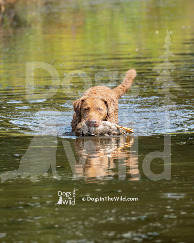 Chesapeake Bay Retriever, Gia, Laurelwood's LiL Gevalia Brown, Beverly Post
