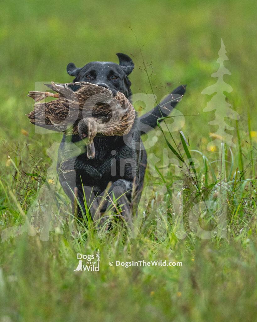 Pleasant Pine's Shine Like a Diamond, Bling, Karen Kennedy, Black Lab