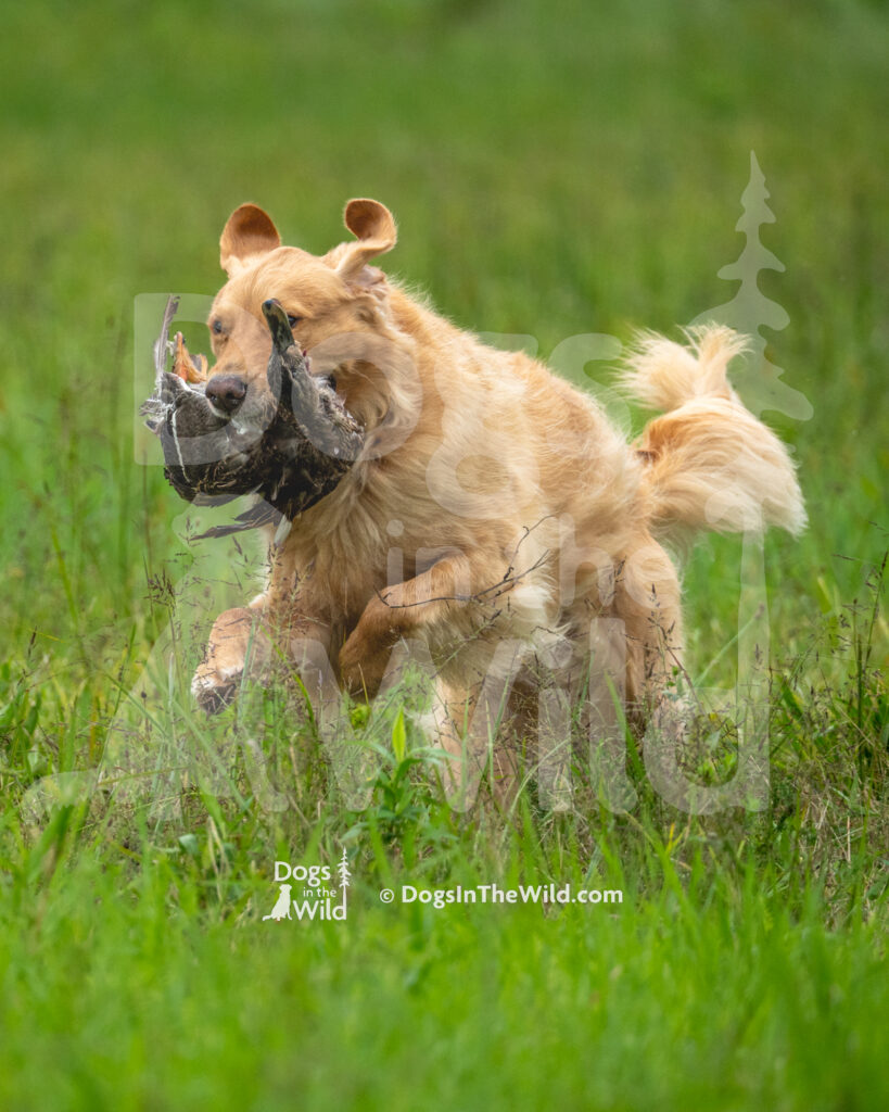 Topbrass Touchdown, Dallas, Heidi Wittmer, Golden Retriever