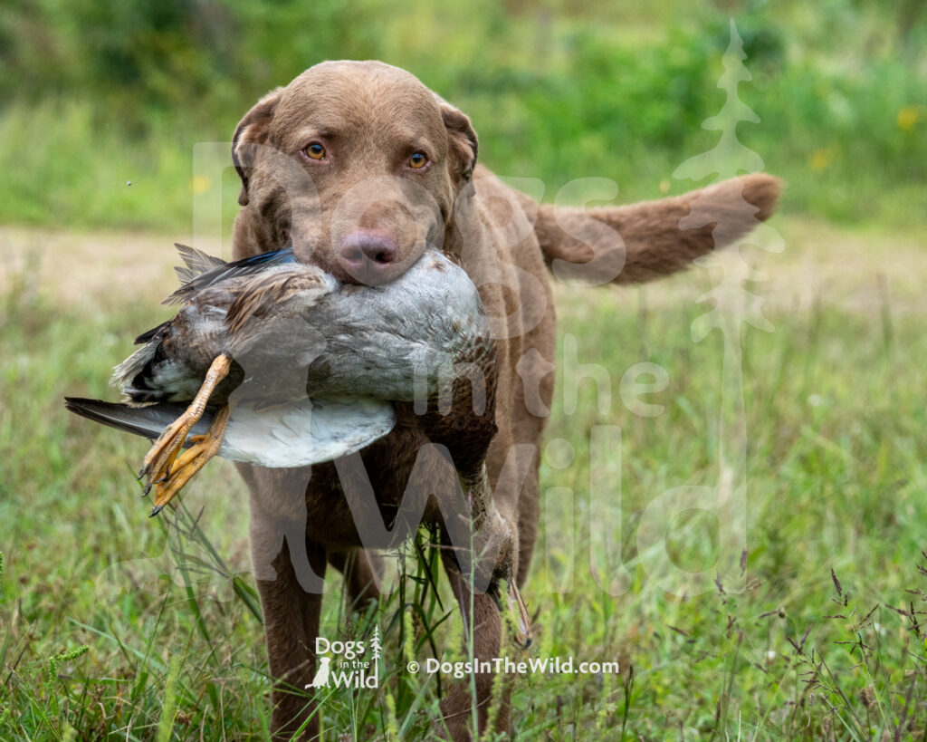 Redlion's Cruisin For The Ticket, Cruise, Chesapeake Bay Retriever