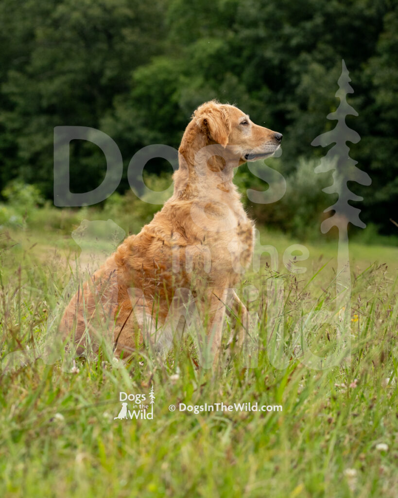 Blaze, Adirondac On Fire UD, Dawn Terrill, Golden Retriever
