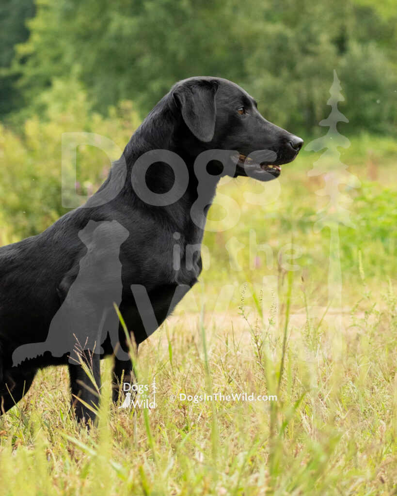 Wild River's Twist of Fate, Kodiak, Lexie Bushey, Black Lab