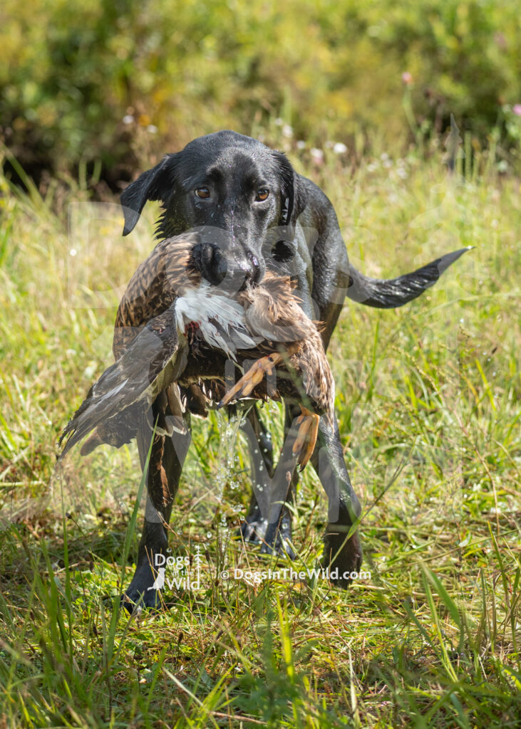 Mill Pond's Wild Thing, Rookie, David Eaton, Black Lab