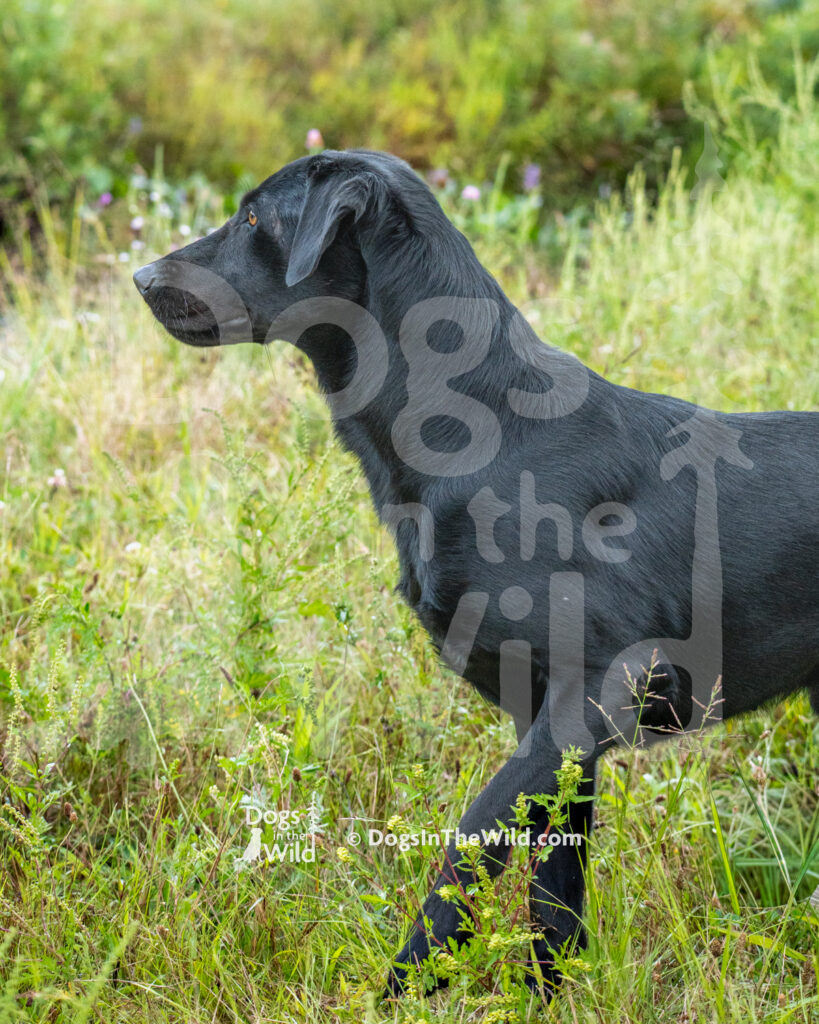 Orlando's Blackberry Brandy, Anthony Orlando, Black Labrador Retriever