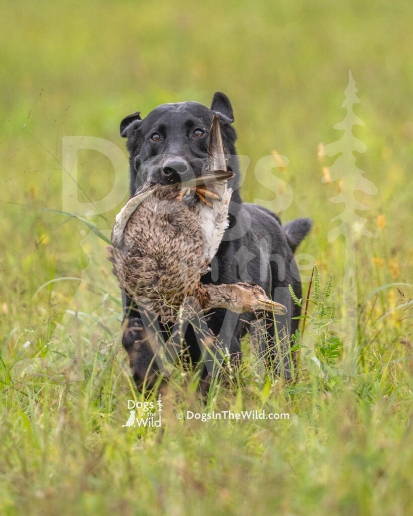 Rosebriar's Barrel Of Fun Cooper, Paul Gale, Black Lab