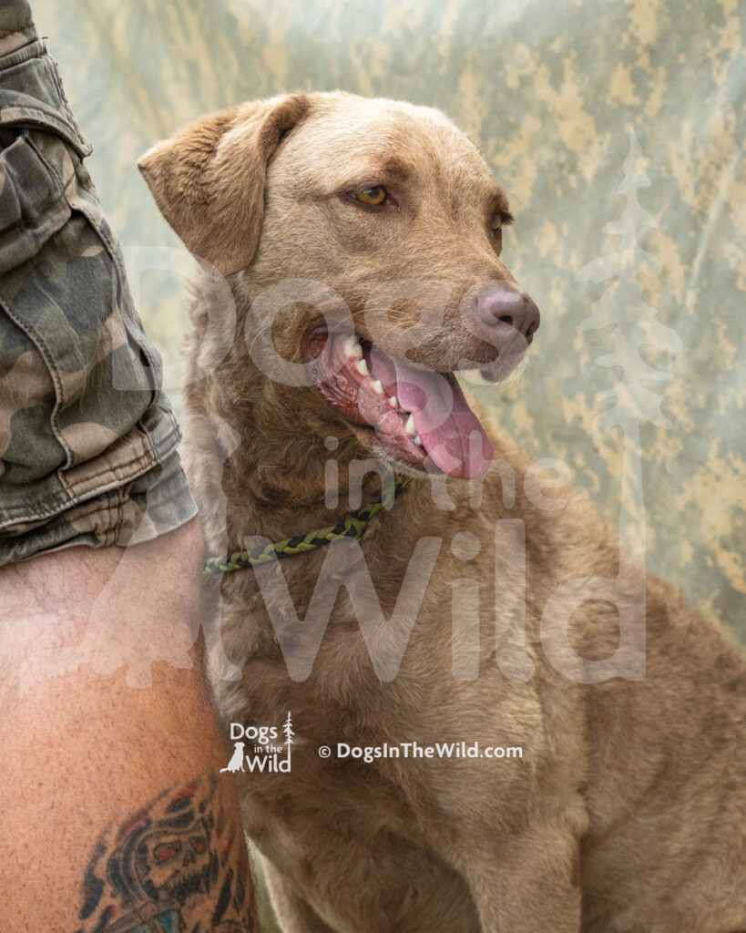 Captain Thor's, Raven Mae, Chesapeake Bay Retriever, Butch Janke