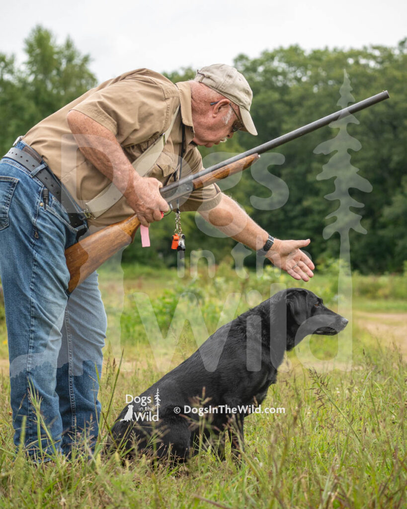 Pleasant Pine's Treasure Your Time, Teegan, Karen Kennedy, Black Labrador Retriever