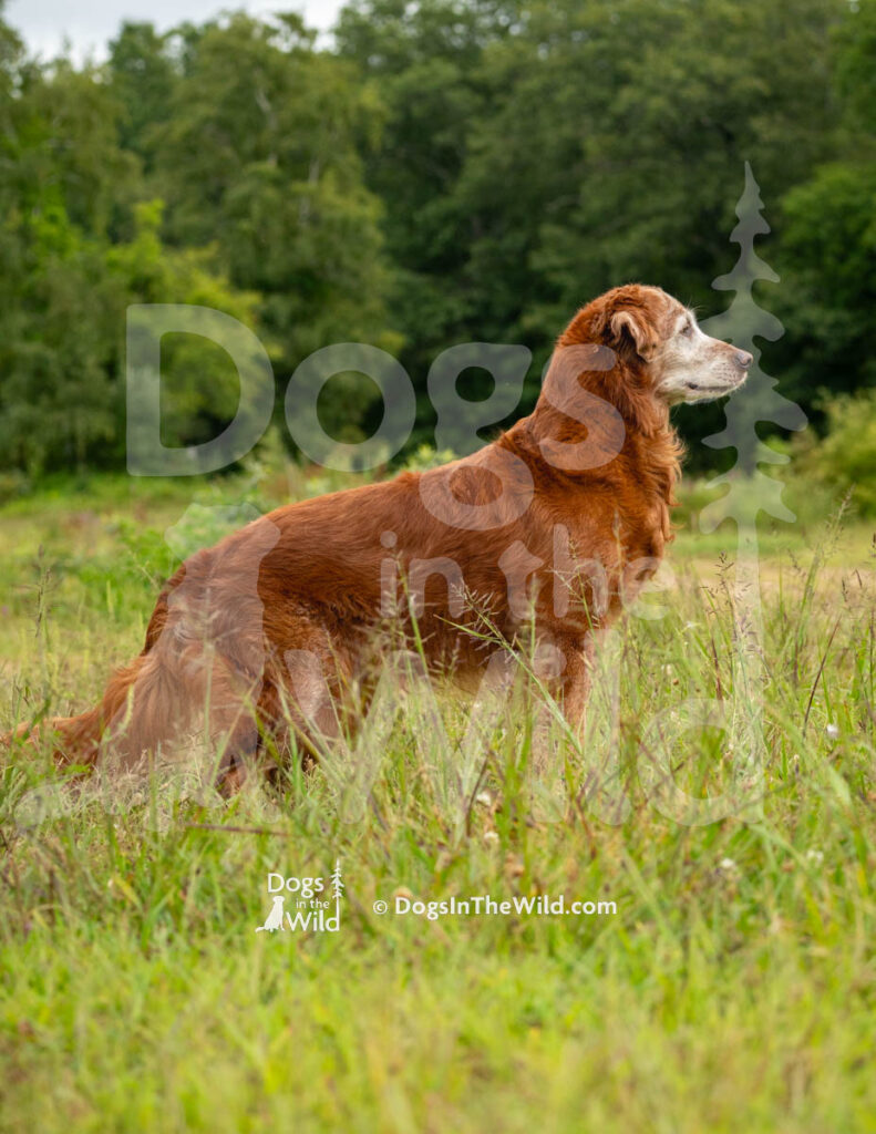 Autumn's Sunka Luta Sioux, Frank Mckane, Jr.. Golden Retriever