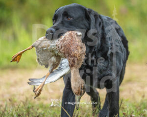 Yadkin River Retriever Club - 2026 Hunt Test
