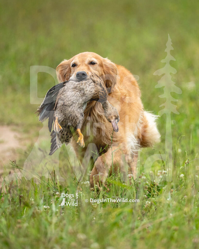 Chickasaw's Swamp River, Tule, Harry Erickson, Golden Retriever