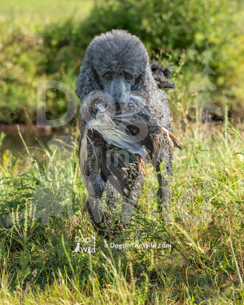 Poodle, Duxbury My Grannie is Ten, Zehn, Jack Combs, Mia DiBenedetto
