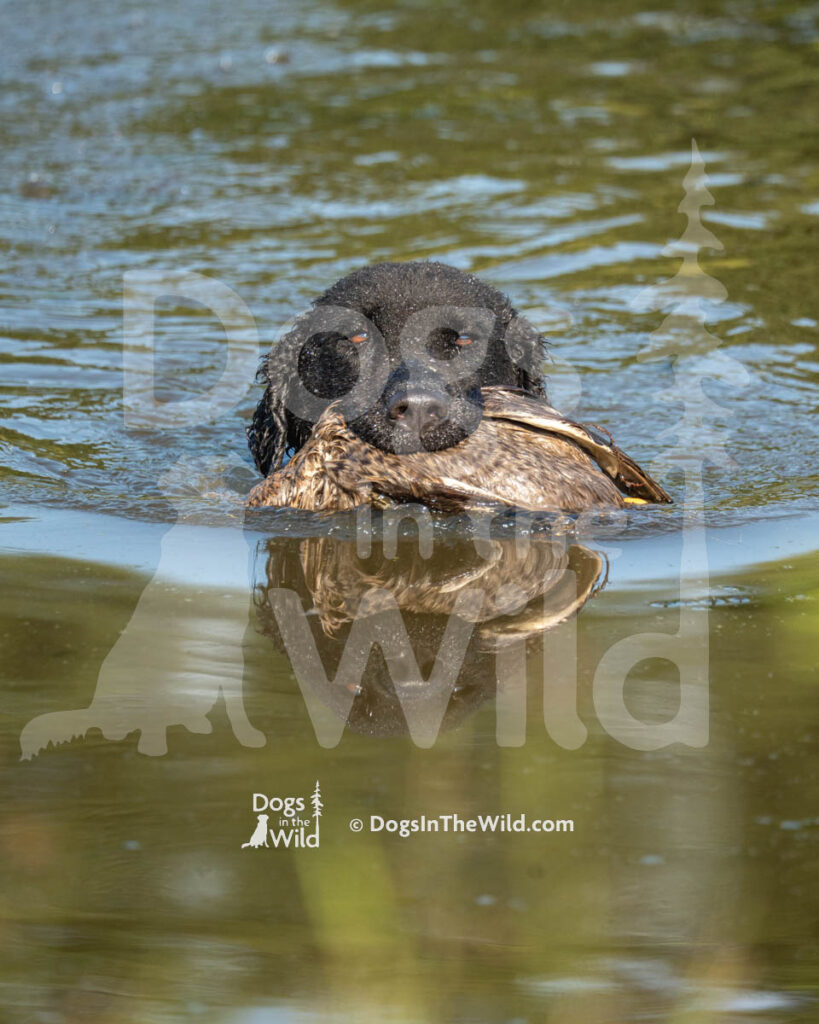 Curly-Coated Retriever, DESE Slainte Mohr, Bonnie, MK McCardell