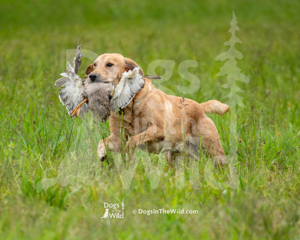 Rhumbline's As Sure As the Tide, Asa, Paul Scheno, Yellow Labrador Retriever