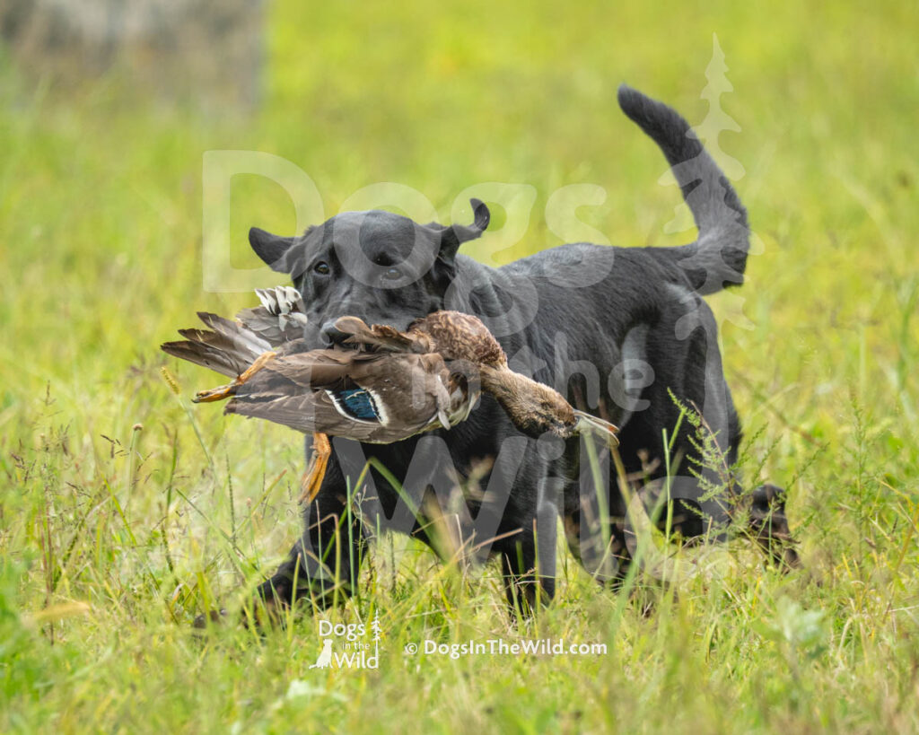 Graycroft Falline Shadow Returns, Turner, Joey Mead Edsall, Black Lab